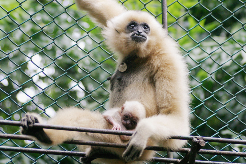 Gibbons today are threatened by human behavior.